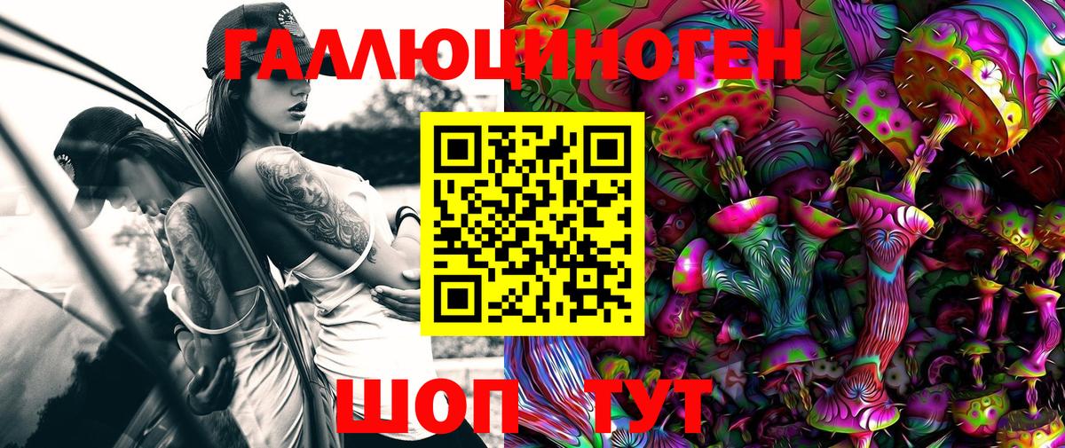 Галлюциногенные грибы Psilocybe Нальчик